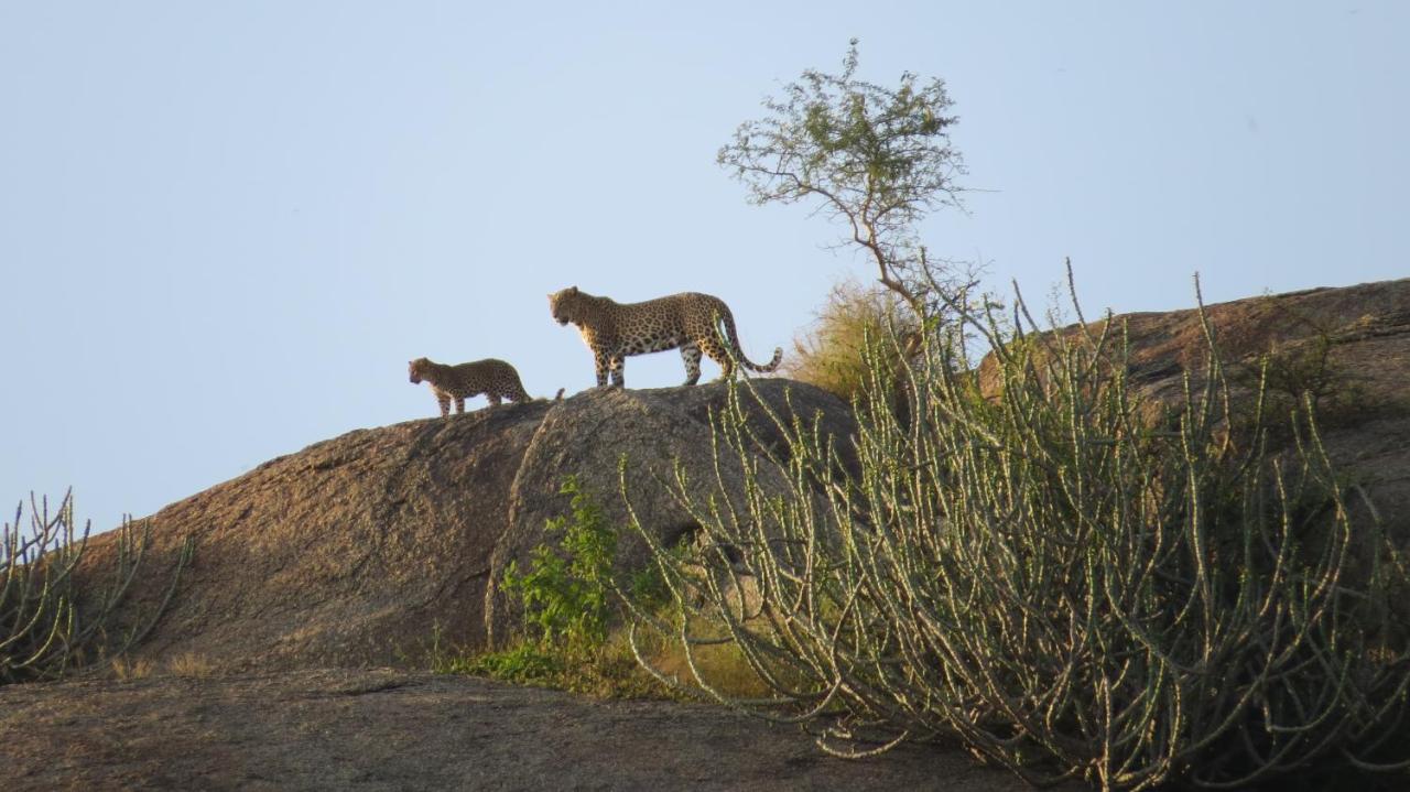 Clarks Safari Jawai Hotel Jawai Bandh Exterior photo